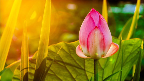 眼前好的坏的都是幻化虚假的，不执着就不会烦恼