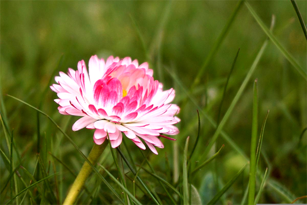 但教名利休缰锁，心地何时不是春