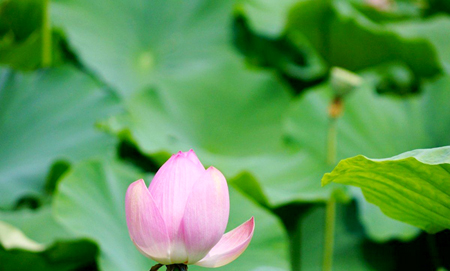 学佛后，我心态变了，一切都在变好