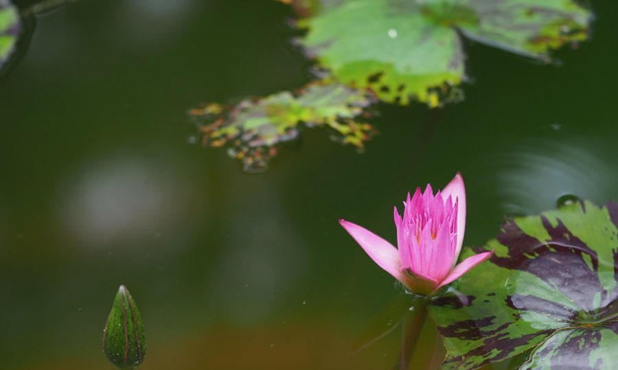 怎样的生命才堪称最有价值？