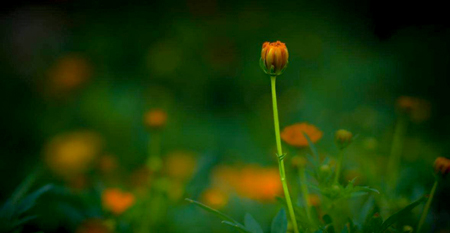 三伯哥，你已知无常、害怕无常，就要一颗坚定的出离心