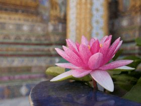 黄泉路上无老少,不能等事务轻松后再学佛