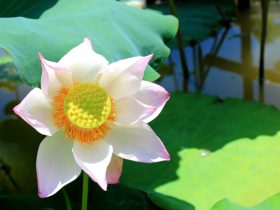 学佛修行要迁转意识入于行持，把“迁意修”落到实处
