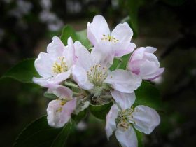 感恩节的节日庆贺在感恩还是造业?