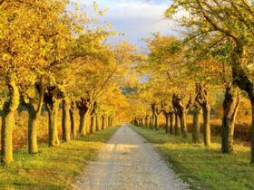 我这一生历经坎坷,晚年终得通往幸福的机会……