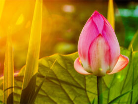 眼前好的坏的都是幻化虚假的，不执着就不会烦恼