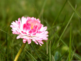 但教名利休缰锁，心地何时不是春