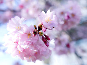 真实不虚，我在学佛中破了大师“神算”预言